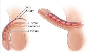 درجة صلابة القضيب المطلوبة للعملية الجنسية